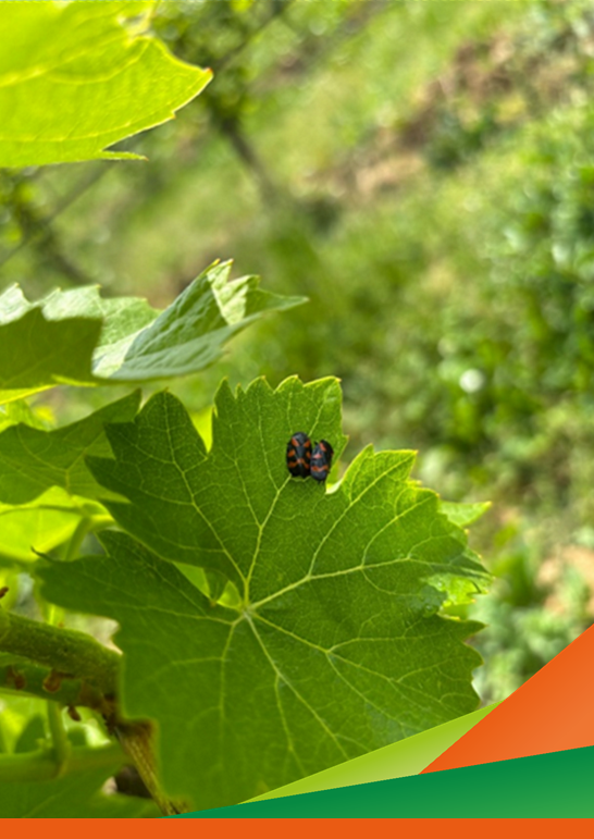 La biodiversità animale in vigneto - Incontro di approfondimento e condivisione del Progetto CO.VI.RES
