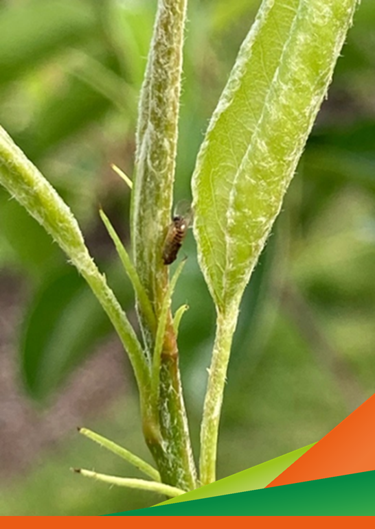 Valutazione di diversi prodotti nel contenimento  della psilla del pero (Cacopsylla pyri) - Visita guidata progetto IMPACT
