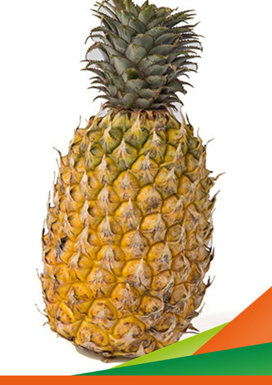 FRUREFINERY: Scale-up delle tecnologie per la valorizzazione dei sottoprodotti della filiera frutticola – Incontro tecnico e visita guidata del progetto FRUREFINERY