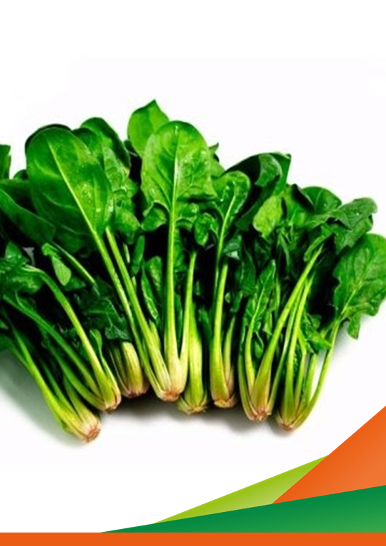 Gestione delle infestanti con sarchiatrici su spinacio. Visita guidata del progetto INNOVA.ORTO