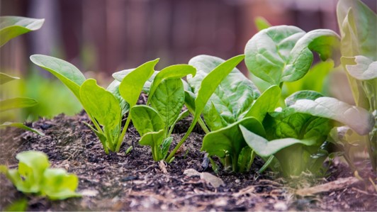Rigenerazione sostenibile dei suoli -  OCM 037 RIGEO