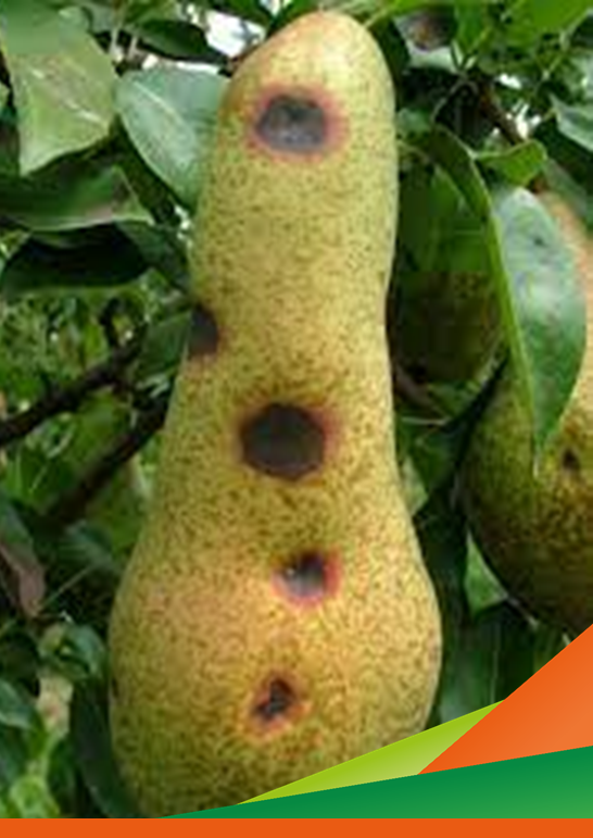 Risultati del triennio di attività del progetto A.MA.PERO - Approcci innovativi indirizzati a contrastare la Maculatura bruna