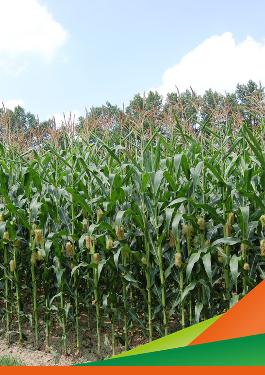 Visita guidata GOI MAIZE4E-R – Valutazione di ibridi pre-commerciali e commerciali di mais selezionati per una maggiore tolleranza agli stress biotici e abiotici