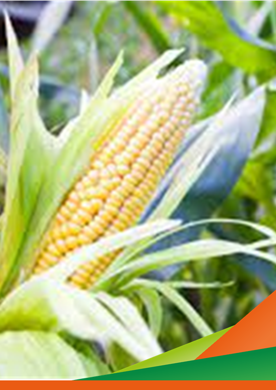 Prove di confronto varietale mais dolce da industria - Visita in campo Progetto OCM nuove varietà ortofrutticole da industria