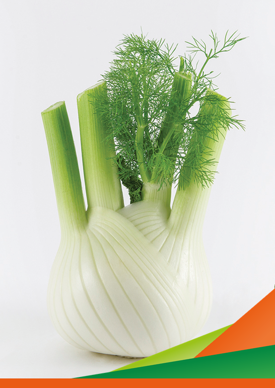 Finocchio IV gamma: innovazione e ricerca per migliorare qualità e produttività - incontro tecnico progetto OCM Finocchio IV gamma