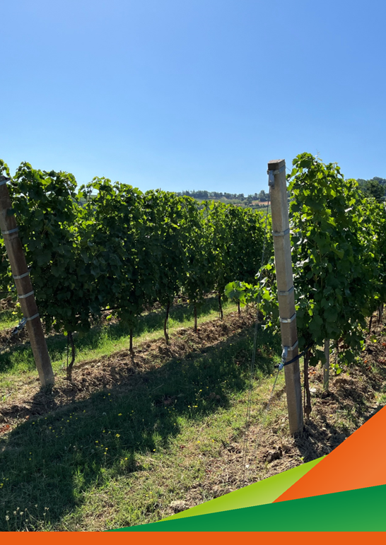 RINVIATO CAUSA PIOGGIA Compost e biochar in vigneto: la prova sperimentale a lungo termine nel vigneto di Tebano - Visita guidata progetto M.OR.VI.SA