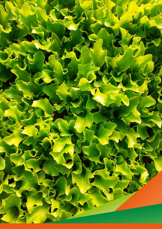 Webinar "Orticole a foglia di IV gamma: come migliorare le produzioni di Baby Leaf"
