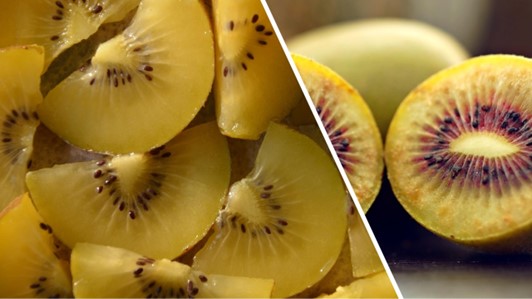 Miglioramento di Actinidia Chinensis a polpa rossa e gialla -  OCM 039 IL FRUTTETO