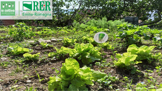 IO COLTIVO - Dall'orto alla tavola (III edizione)