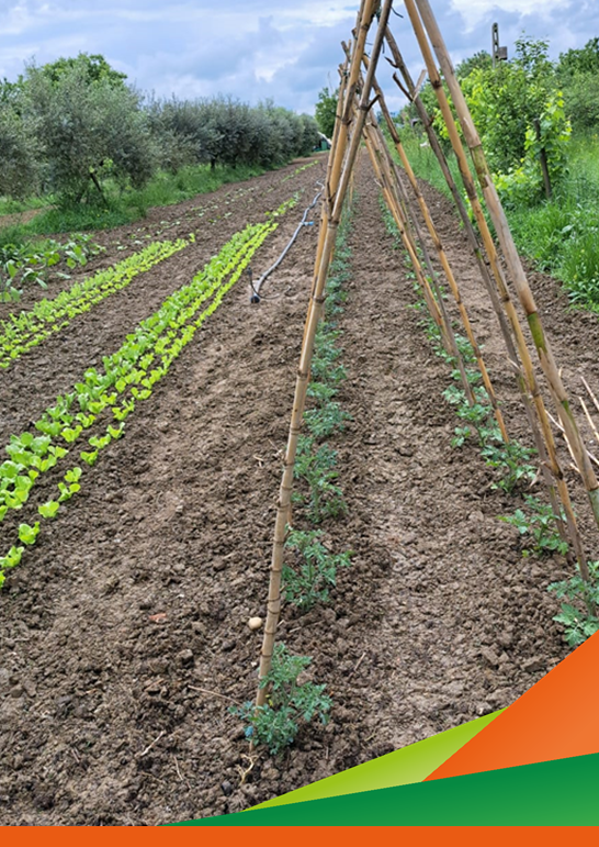 Evento didattico divulgativo "Ortiamo. I frutti dell'orto" - Progetto Innova.Orto