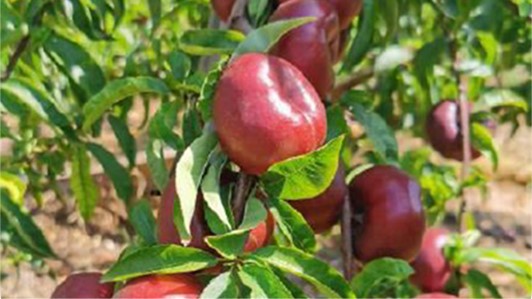 Valutazioni su pesco e nettarine della serie 'Ondine' -  OCM 038 ONDINE