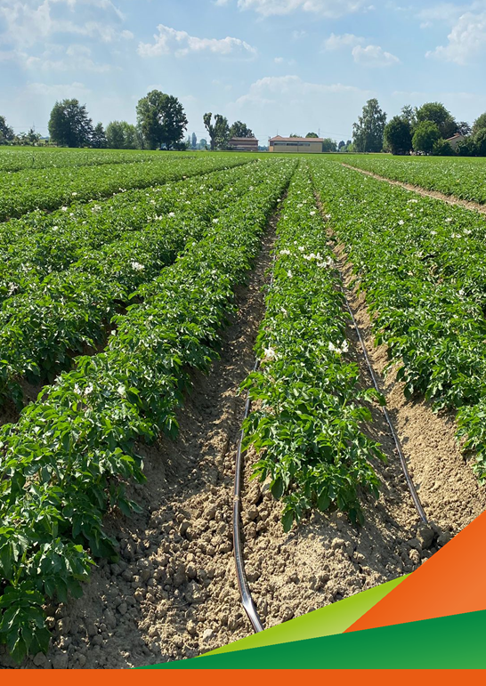 Tecniche e metodi irrigui per ottimizzare l'efficienza irrigua su patata - Visita guidata progetto EM.E.PA.CLIMA